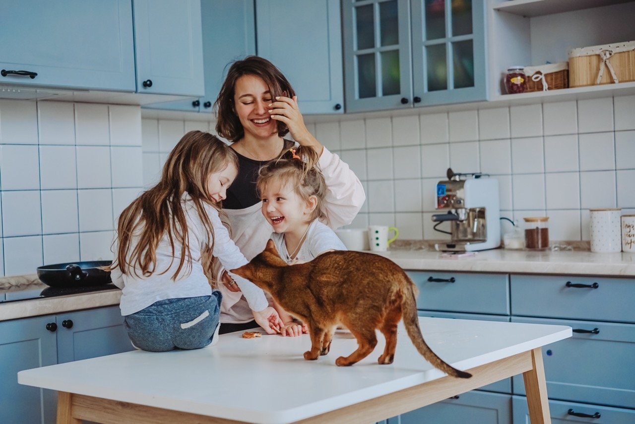 How to Deal With Territorial Aggression in Cats