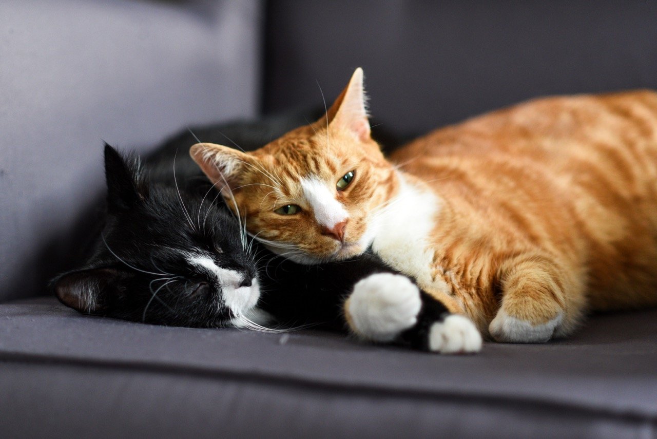 How to Prevent Aggression With Your Cat