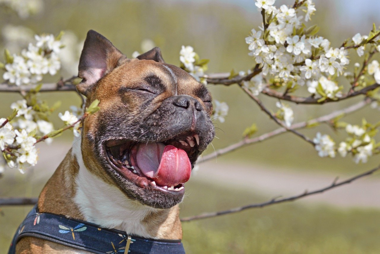 Signs and Symptoms That Your Dog has Allergies