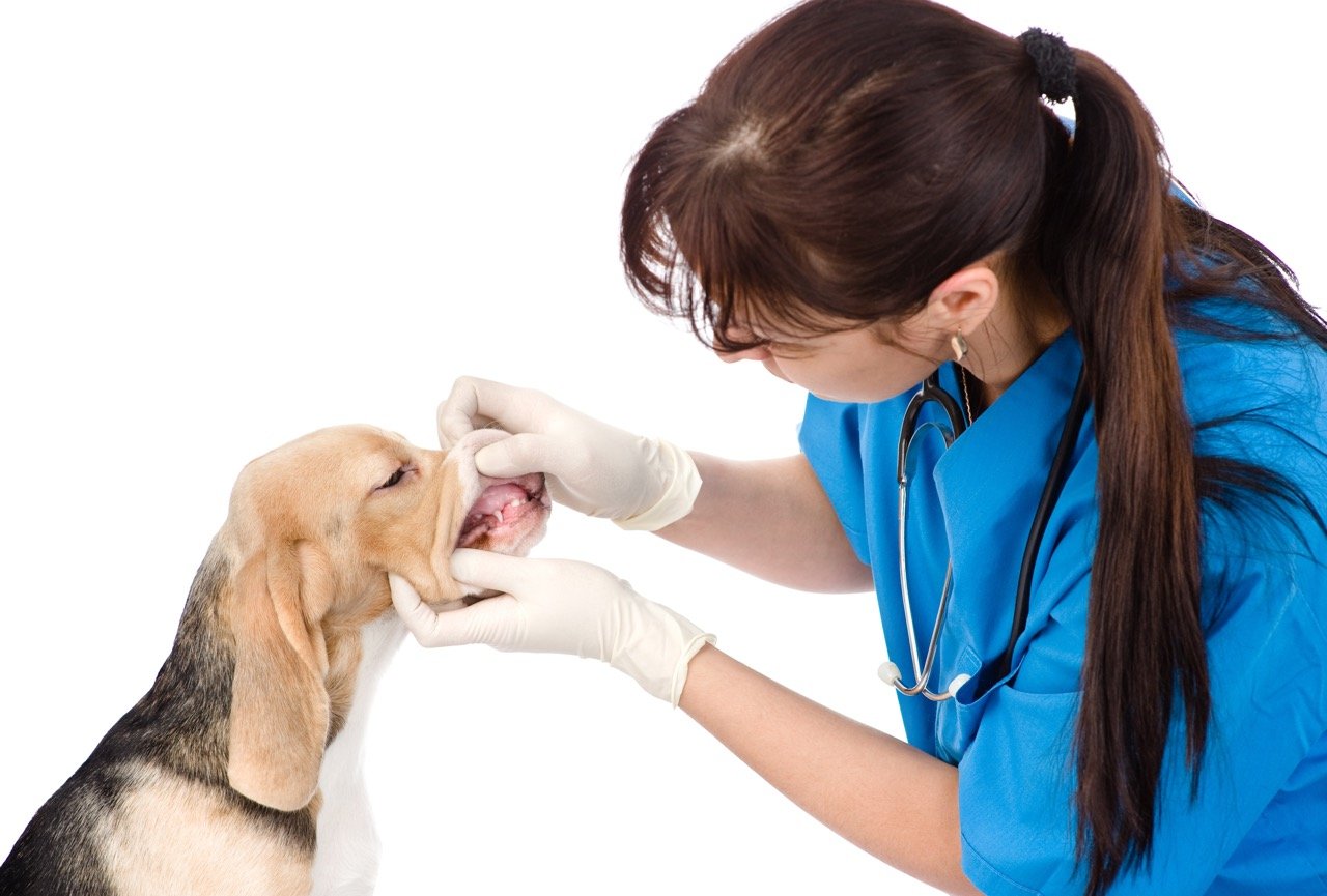 The Importance of Clean Teeth for Your Dog