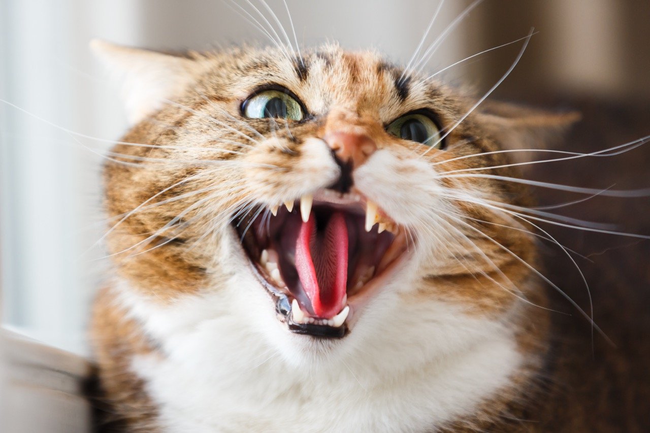 Why are Cats Territorial_ 