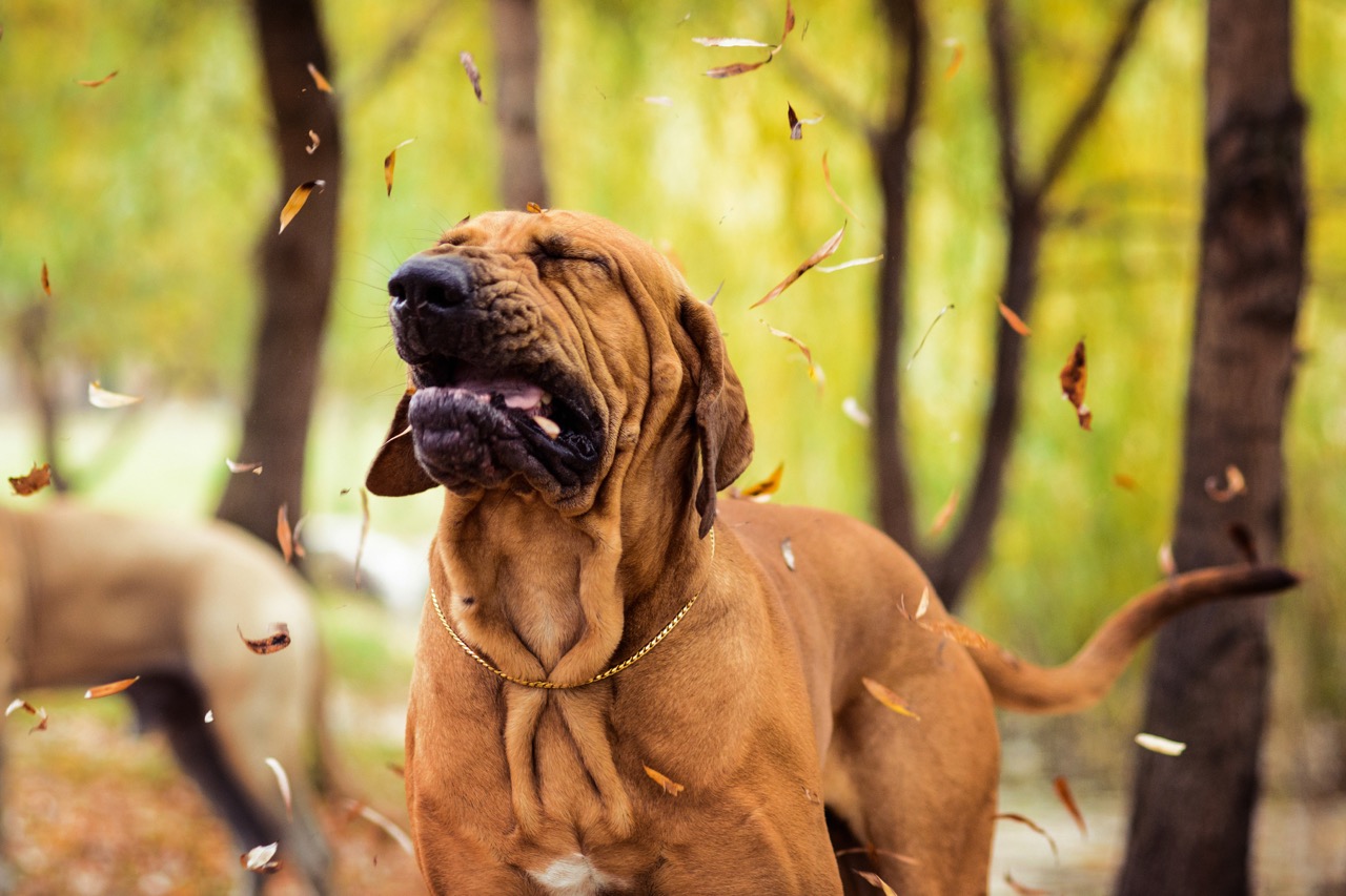 Does My Dog Have Allergies? Signs and Treatments