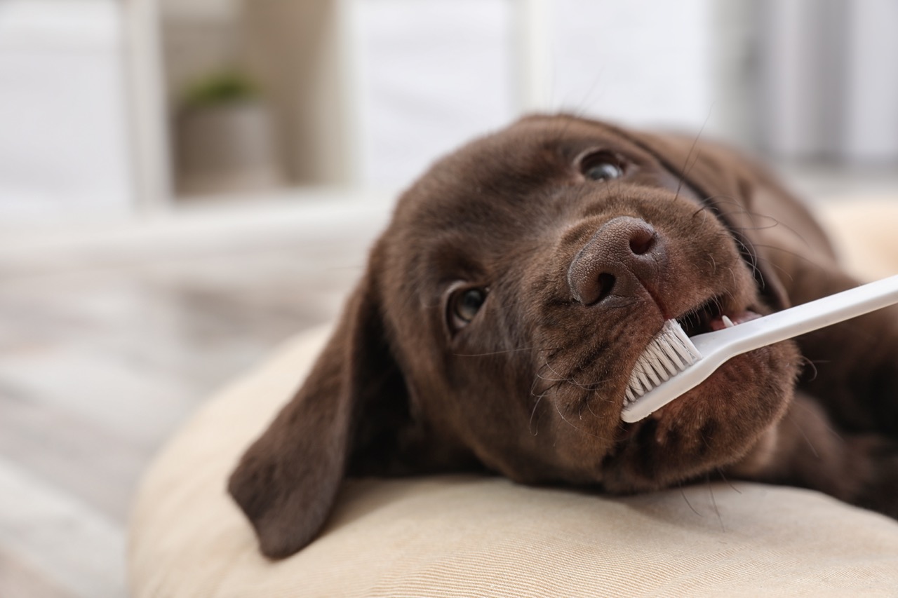 How to Keep Your Dog's Teeth Clean and Healthy
