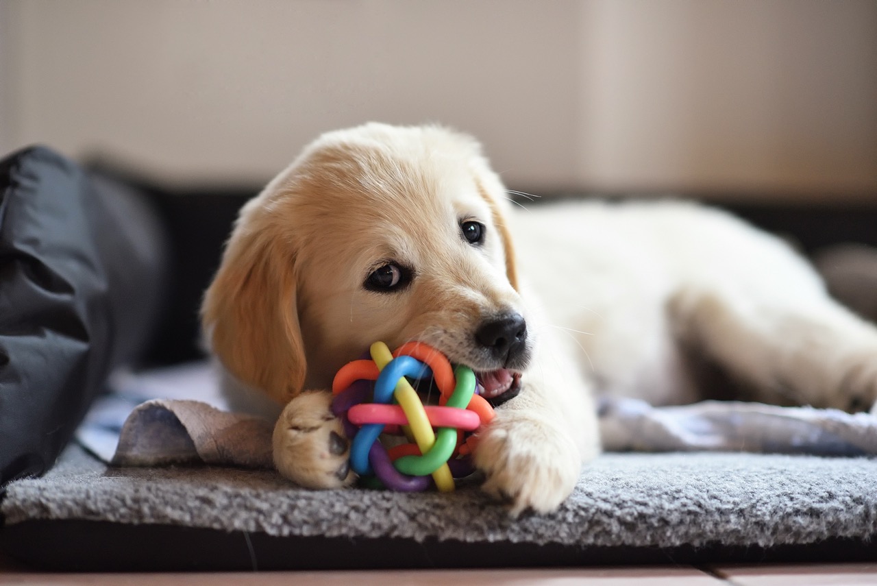 How to Stop a Dog From Chewing on Household Items