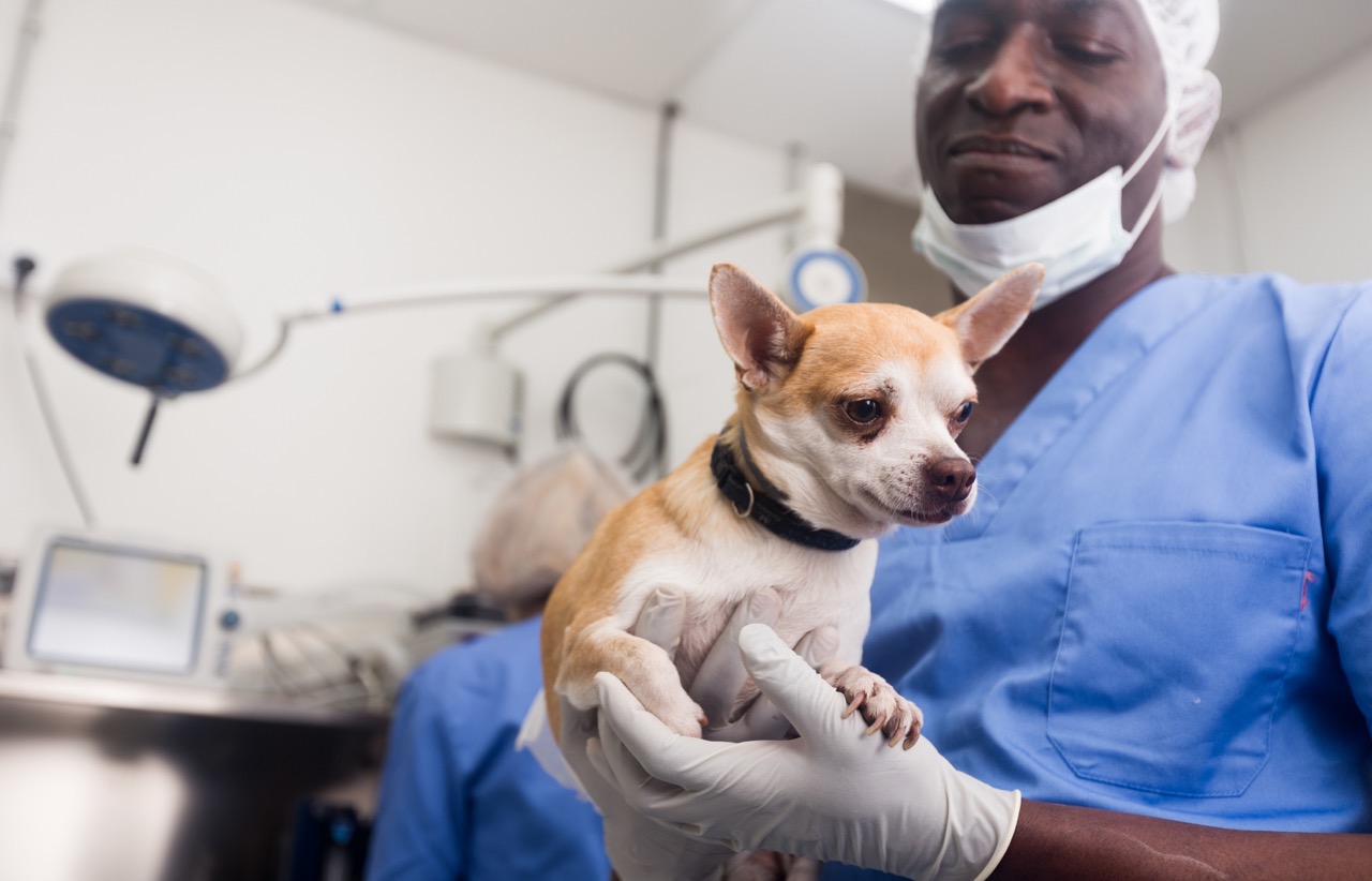 The Importance of Spaying or Neutering Your Dog